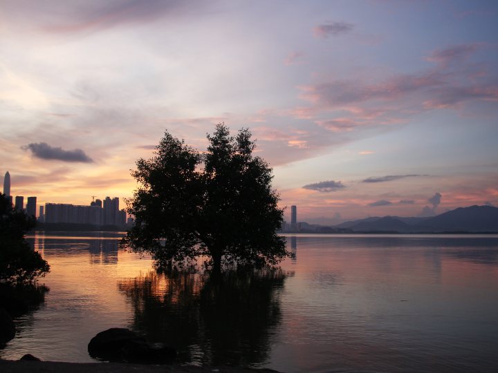 shenzhen bay for website 1